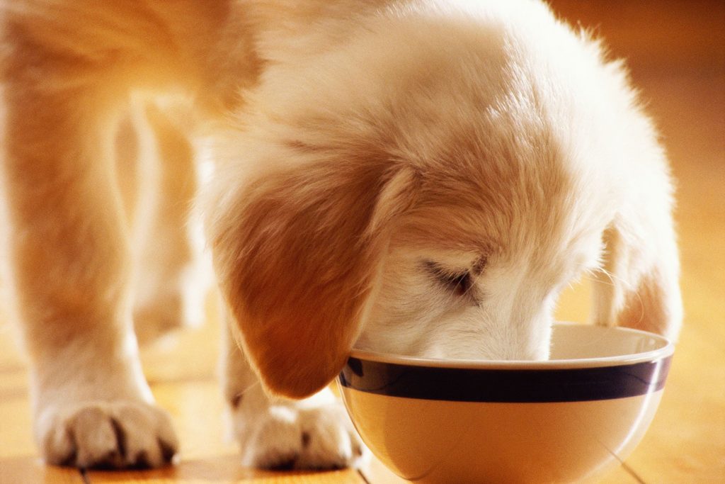Take Care Of Your Pet Well To Make Them Healthy And Cheerful