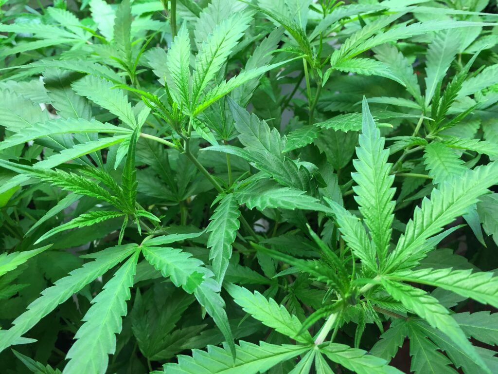 How We Selected Online Weed Purchase Companies