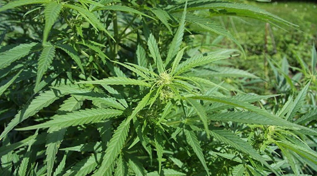 Try to extend your ideas over cannabis