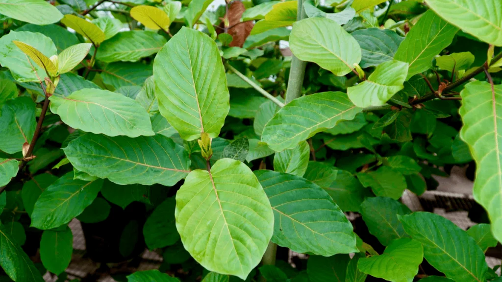 Recognizing the many forms of kratom tea and its effects