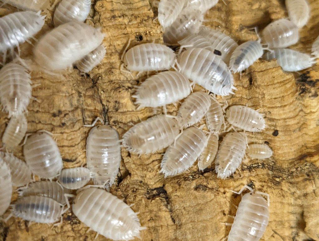 Snow White Isopods: Nature’s Efficient Decomposers