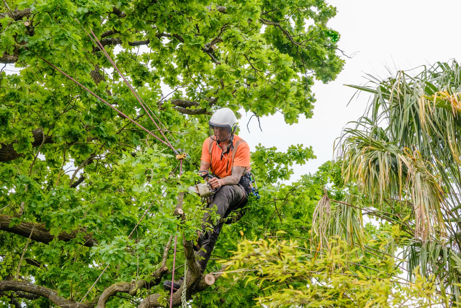Tree service Tampa florida