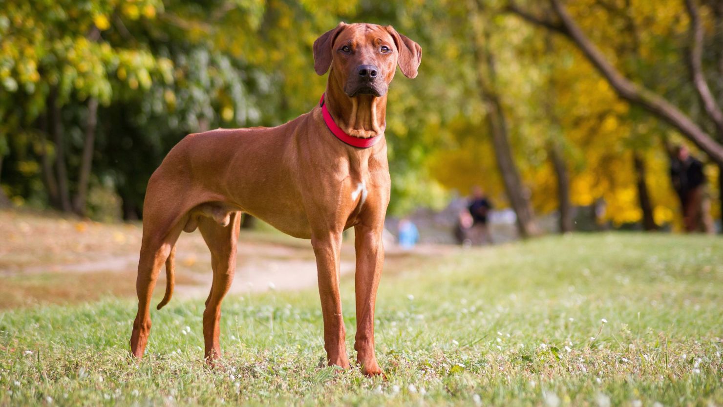 best cbd oil for dogs for arthritis