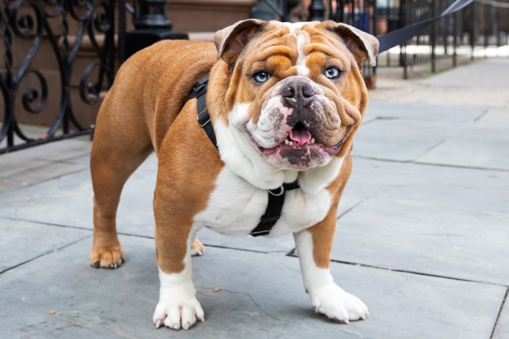 Safe Ways to Introduce CBD Oil for Dogs into Routine