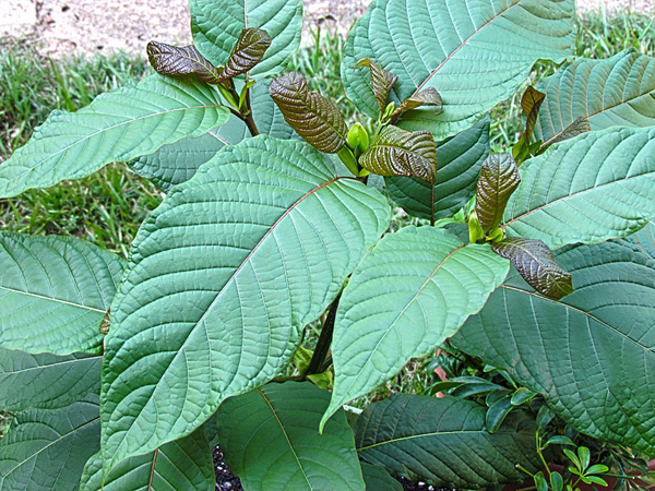 Benefits Of Exploring Multiple Kratom Options Before Purchasing