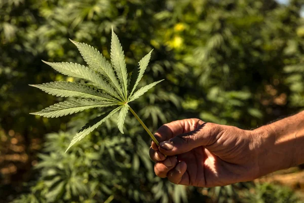 Fresh OutSFL Insights Examine Changing THCA Flower Conversations During 2026